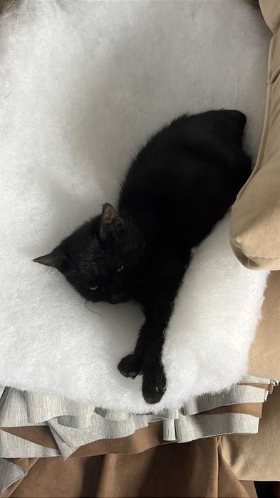 Отдаю в добрые руки кошка(трехцветка) и кот(черный)