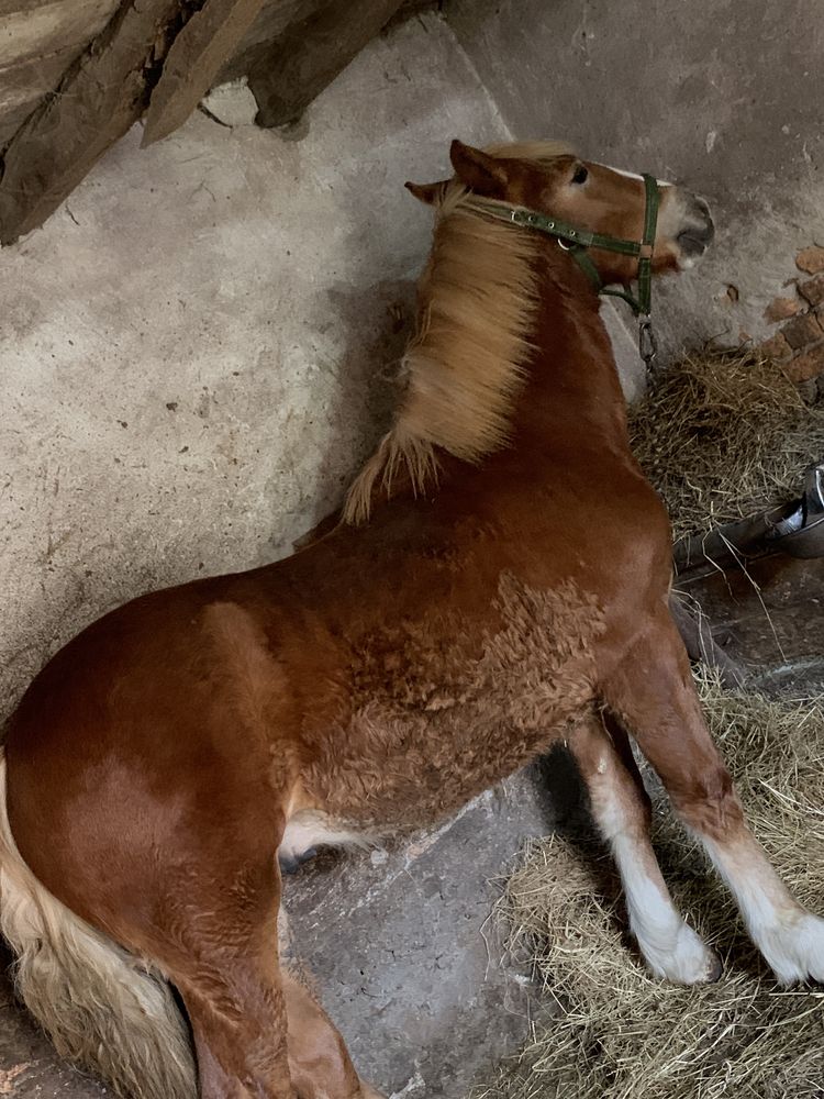 Mânz de vânzare în vârstă de 10 luni