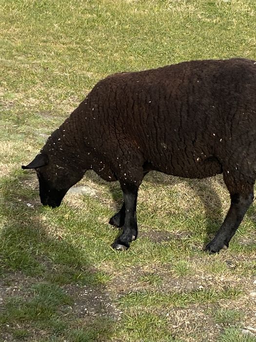 Mielute si oi de carne