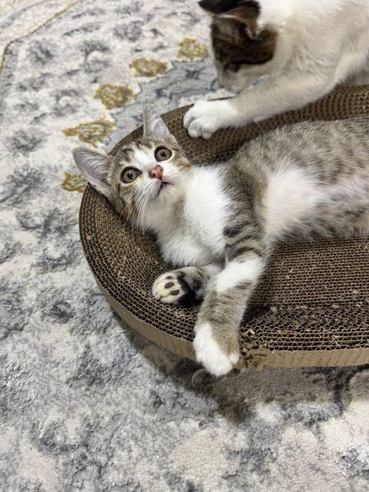 Котёнок мальчик даром