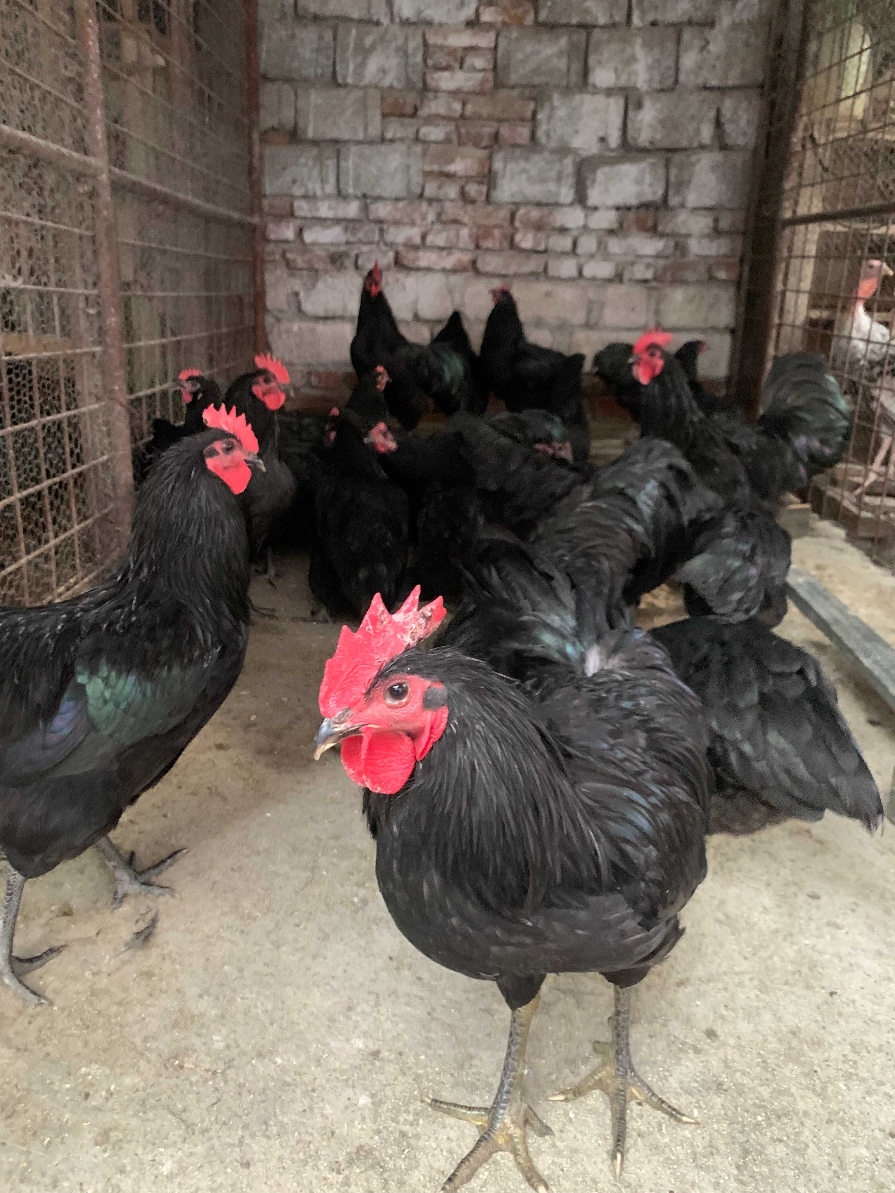 Cocosi rasa  Australorp