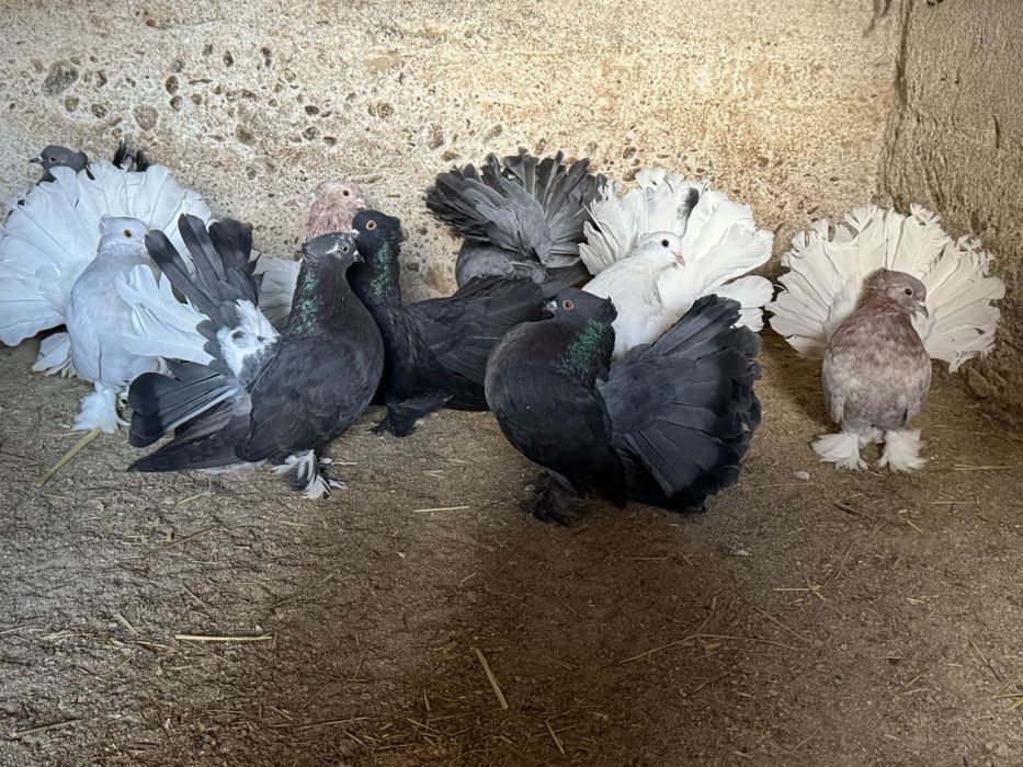 De vânzare  voltați indieni