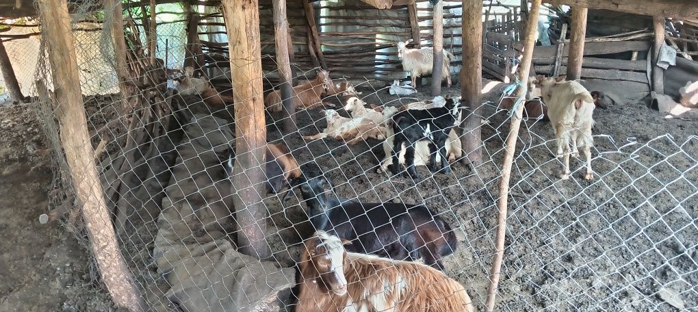 Oi și capre de vânzare pt mai multe detalii la nr afișat