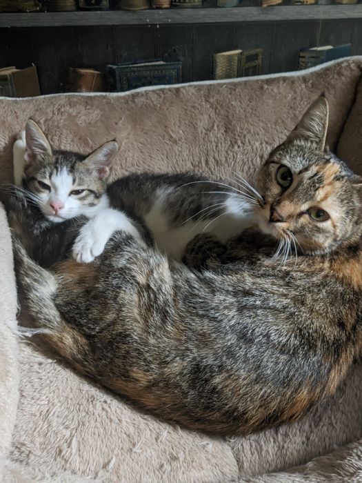 Отдадим семью котиков, 2 котика