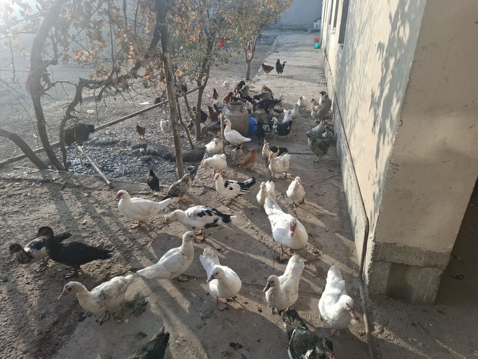 Тавук индуваткала сотилади хамаси соглом