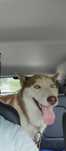 Donez caine Husky