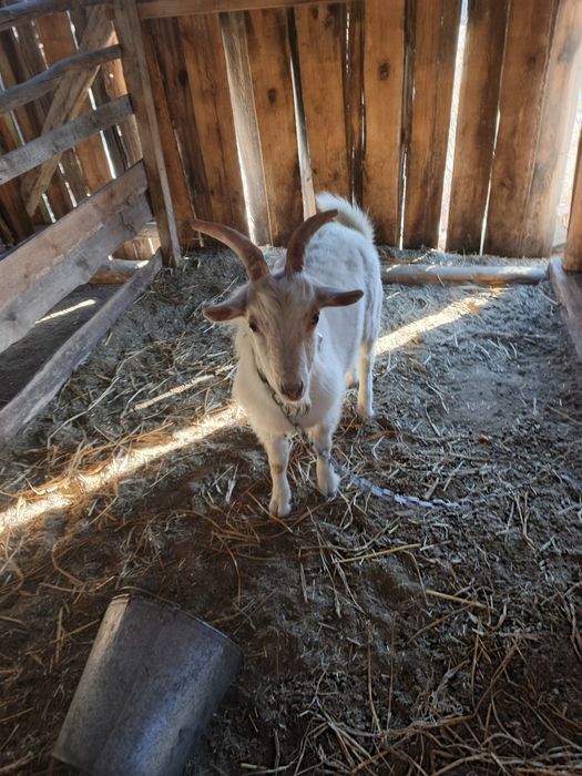 Козел на племя дойной породы