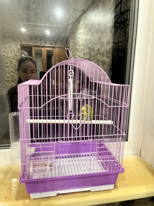 Попугай волнистый с клеткой