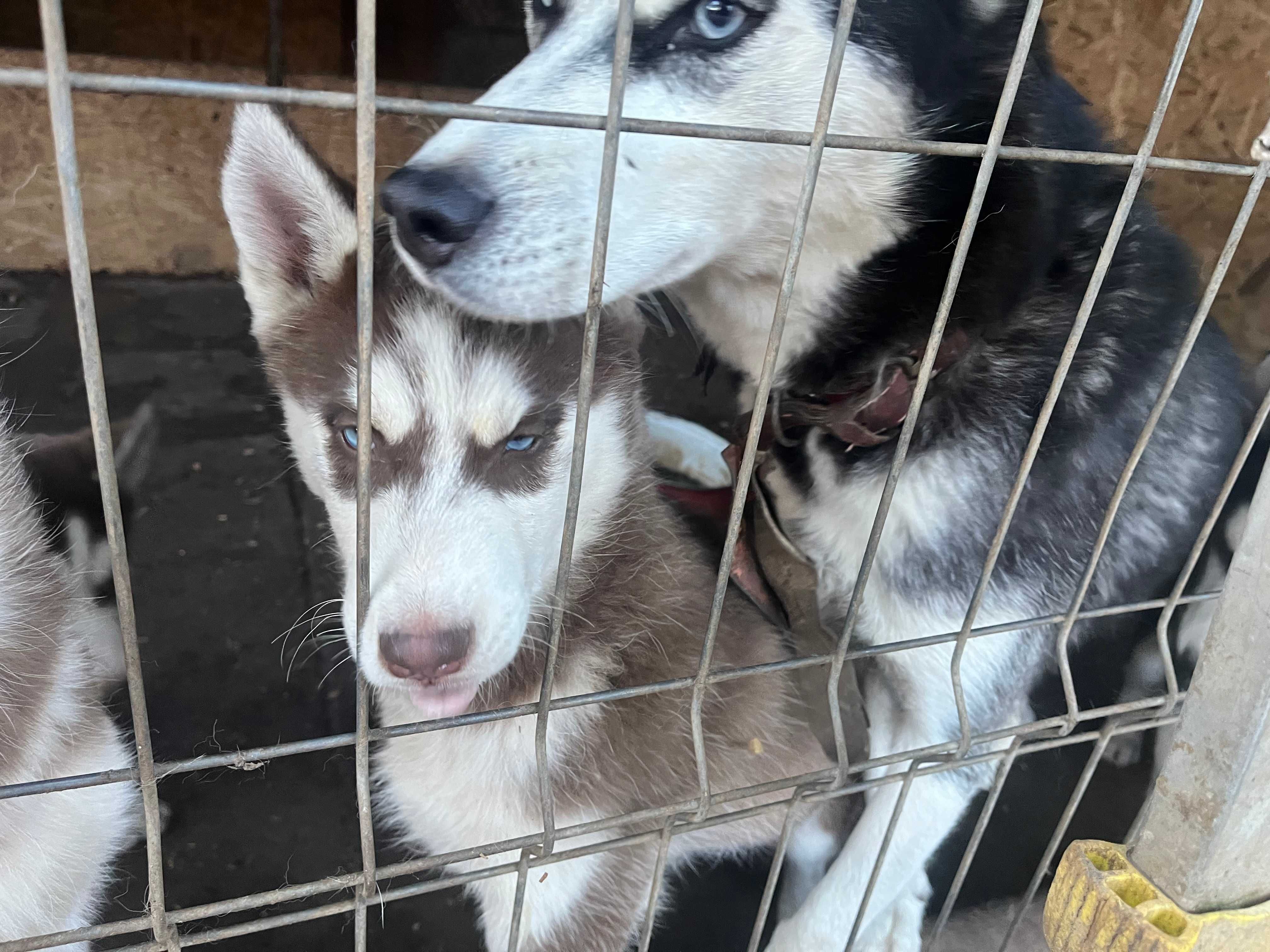 Fetita husky siberian 3 luni cu pasaport