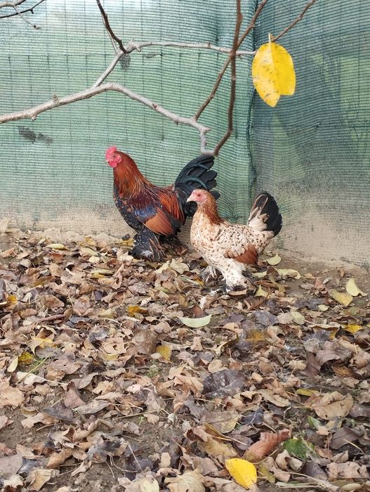 Gaini mii de flori, Cochinchina si matase