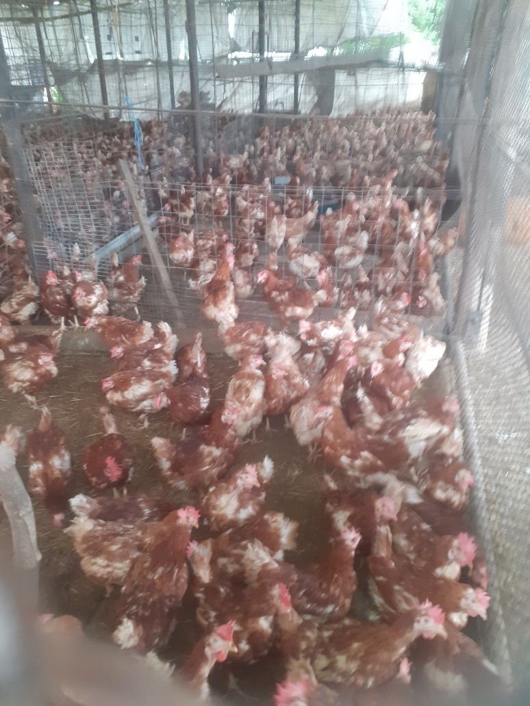 Gaini rosi ouatoare, virsta 11luni