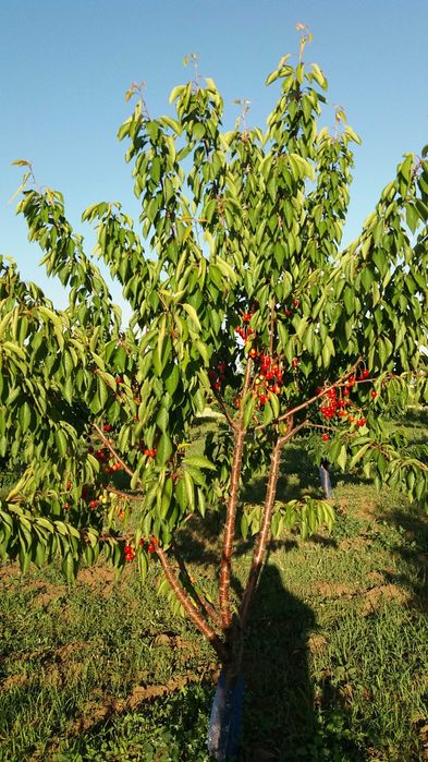 Продава се черешова градина