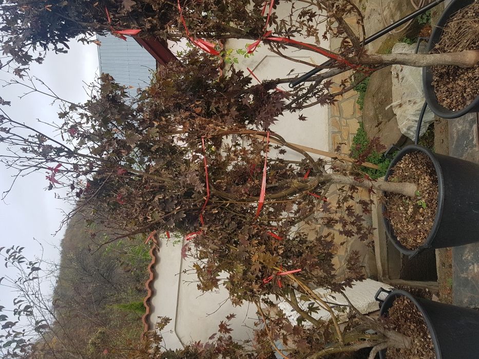 Plante ornamentale aclimatizate la balot