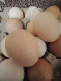 Продам наисвежайшие домашние куриные яйца