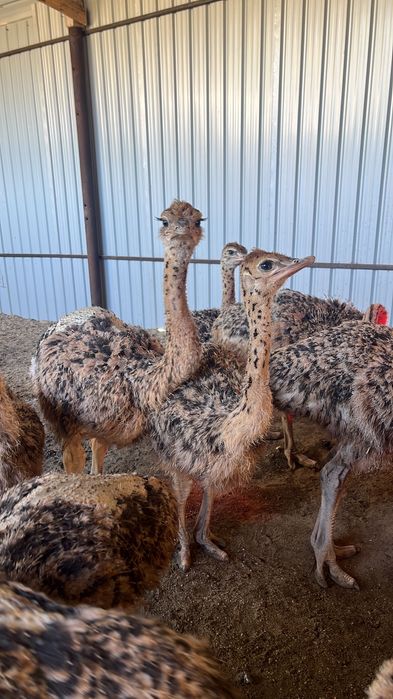 Pui de struț 40/60 de zile