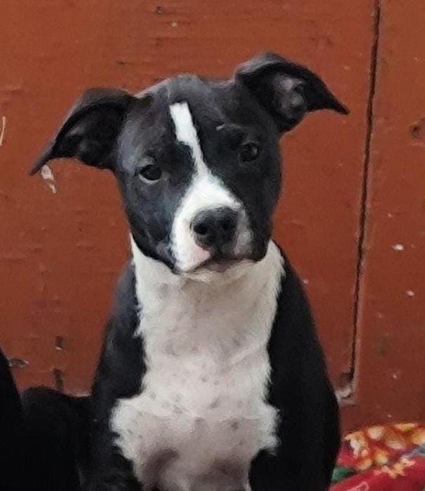 Продам щенка питбуля