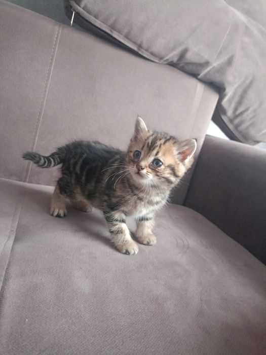 Британцы продамм