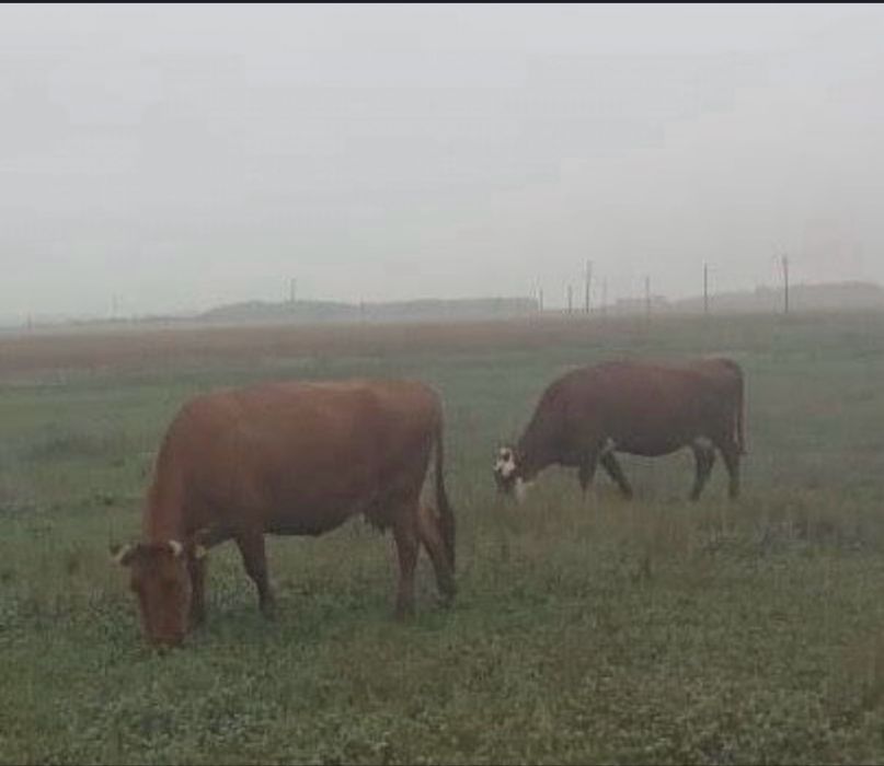 Продам стельных коров