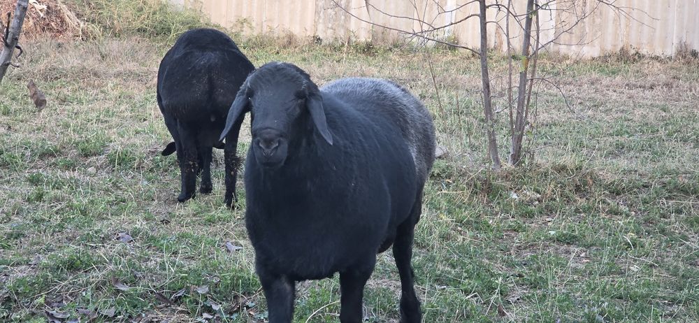 Хисори кучкорлар уруглик учун