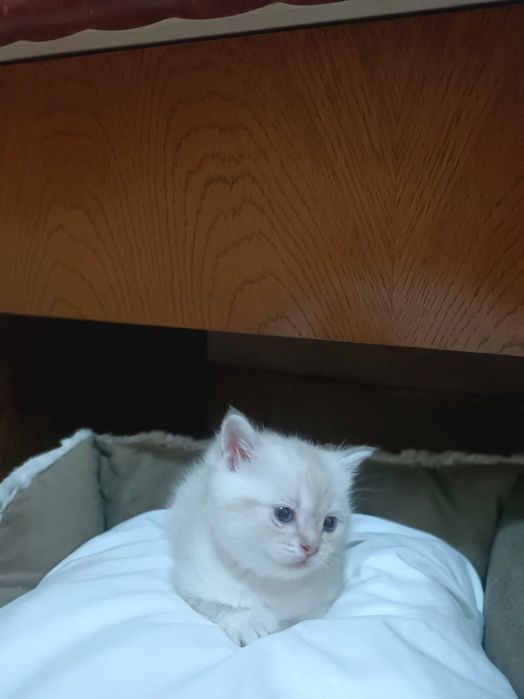 Pui British Shorthair