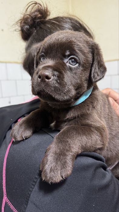 Pui Labrador Retriever