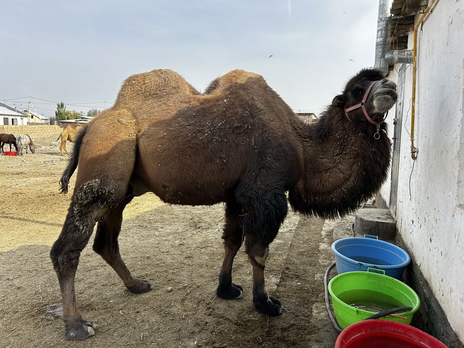 Түйе сатылады жуас мінгі