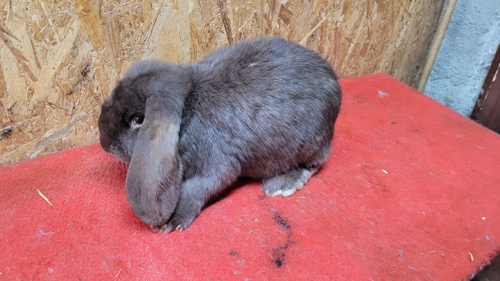 Iepuri berbec german