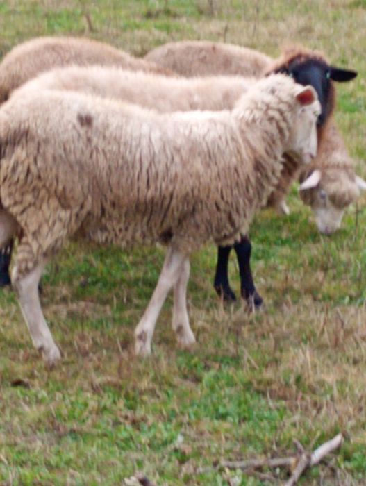 Vând oaie tânără