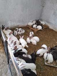 Зайци зайчета на различна възраст