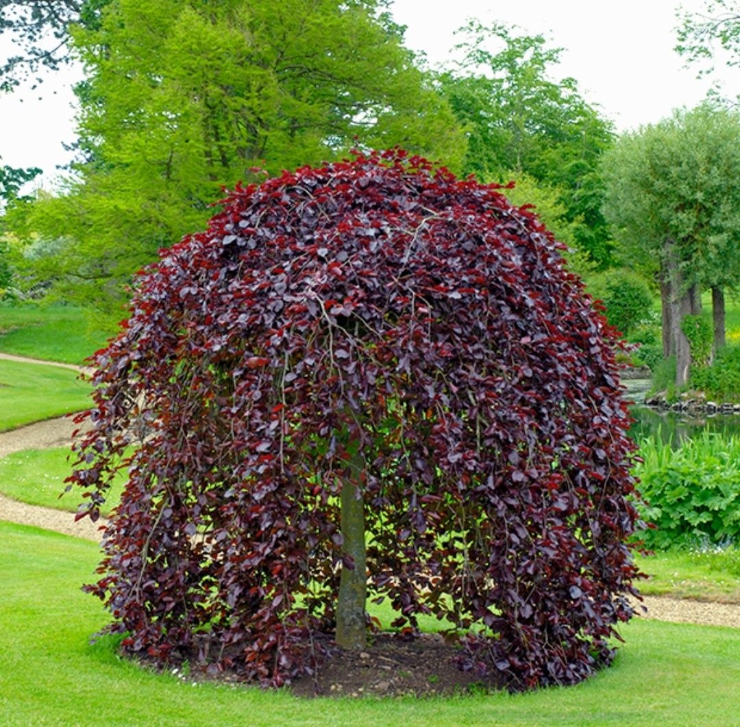 Plante naturale ornamentale și gazonul rulou