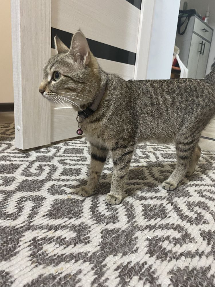 Котенок с мамой