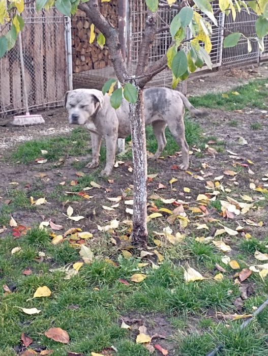 Femela American Bully Merle