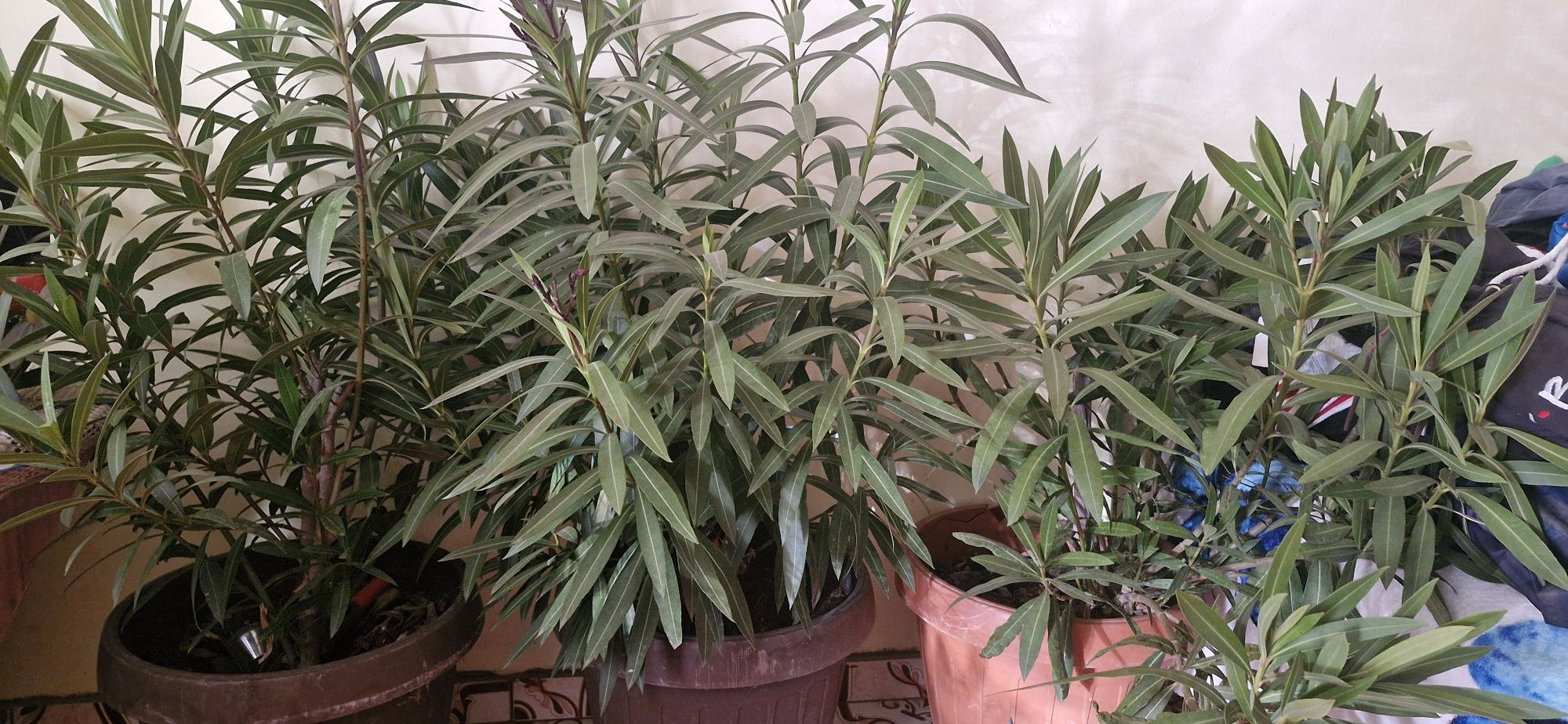 Leandri/plante ornamentale