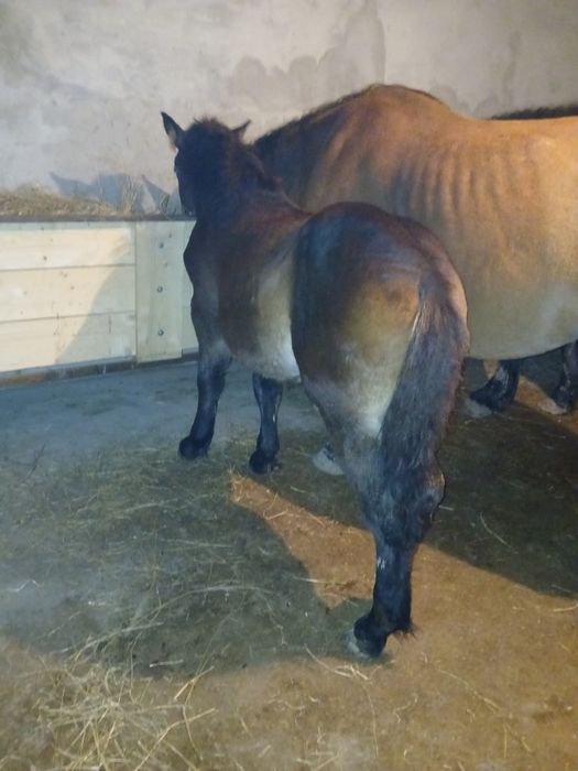 Mînz de vânzare de 4 luni 45 milioane