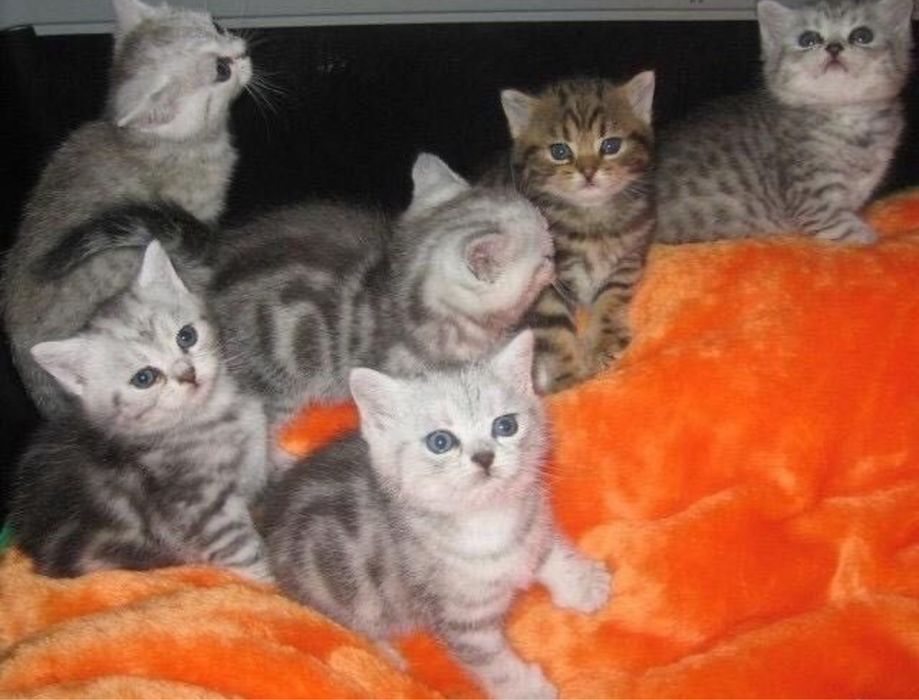 Шотландские котята