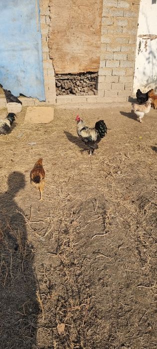 Zottor ho'roz 200ming va tovuqlar 150 mingdan