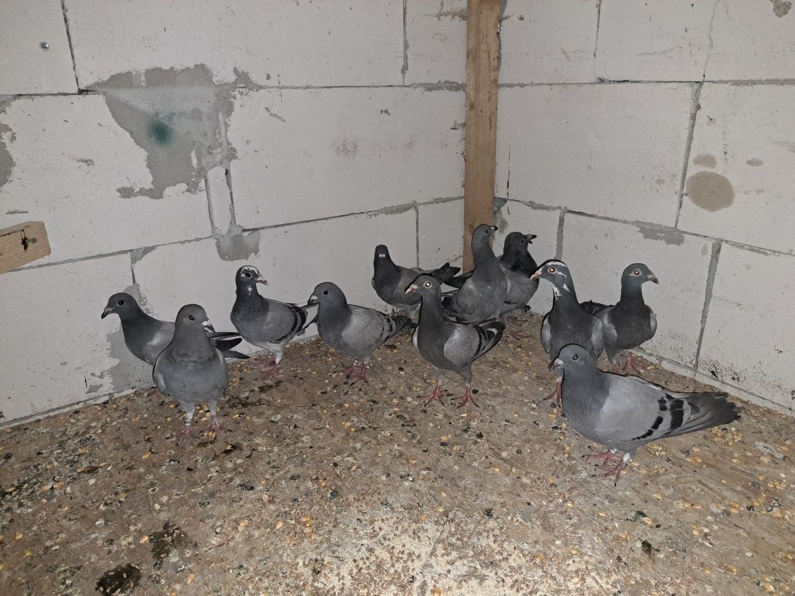 Porumbei voiajori linie bună