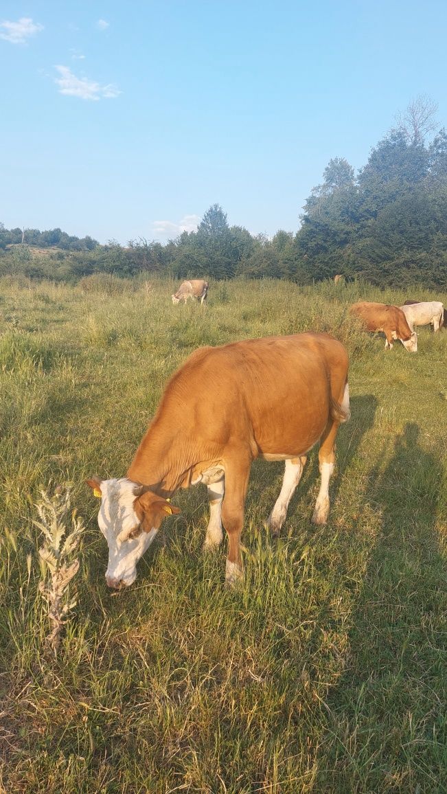 Vând 2 tauri și 4 vitele