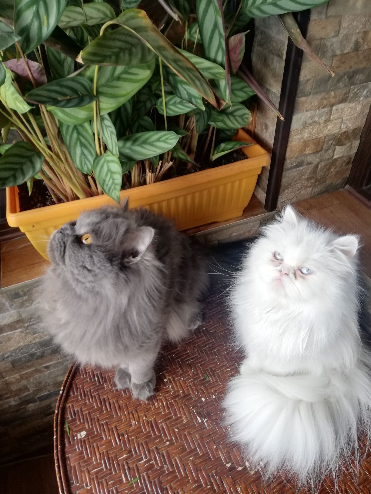 Персийски котенца