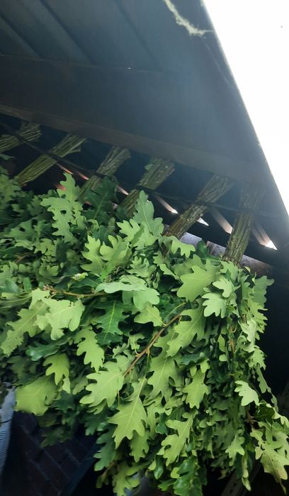 Веник банный дубовый,березовый