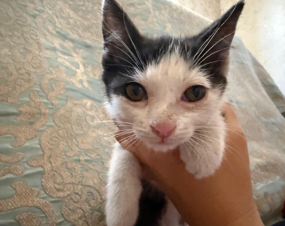 отдаю чистых домашних котят