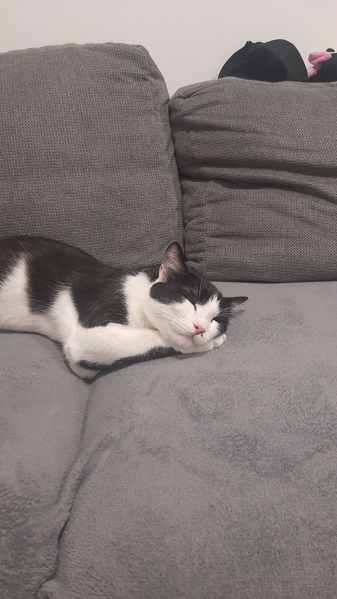 Pisica mascul adoptie