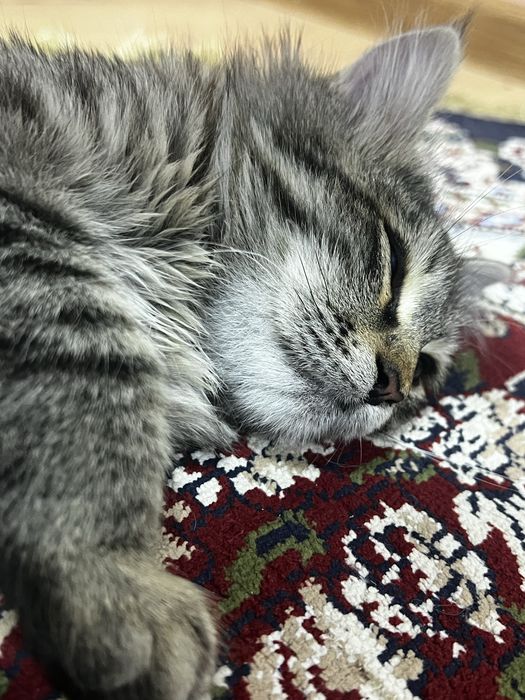 Котик отдам даром 3 oyli kimga kerek bossa yozin