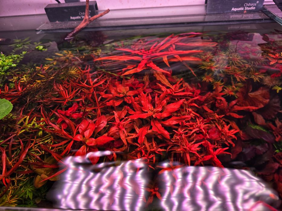 Plante Naturale Acvariu