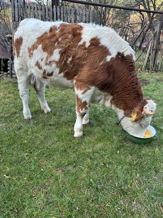 Vacute baltata romaneasca