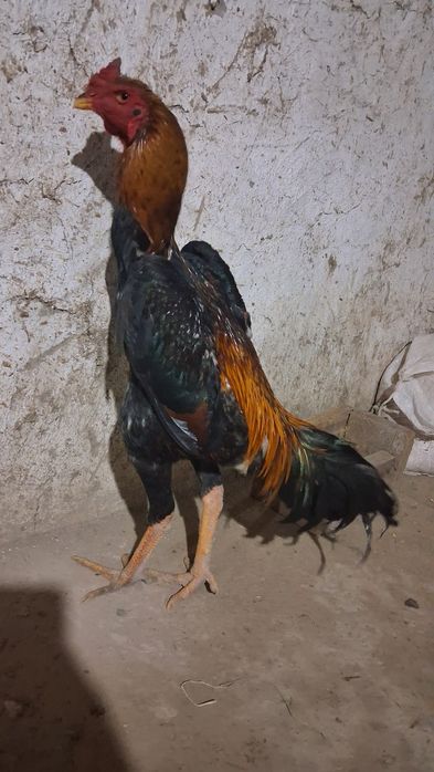 Dakan xoroz sotiladi