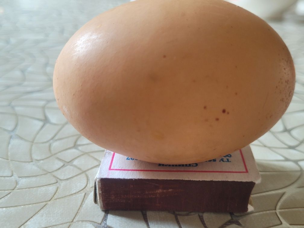 Продаю Куриные яйцо.