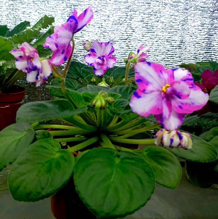 Продам фиалочки и глоксинии