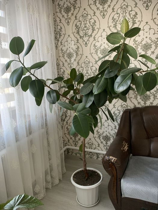 Комнатный цветок