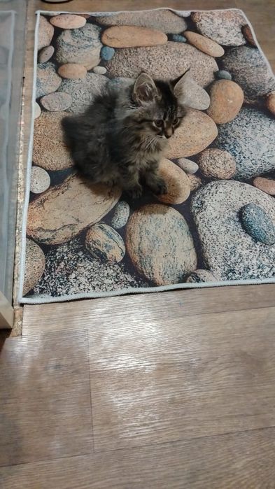 Отдам котёнка в добрые руки
